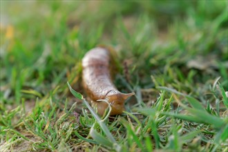 Close-up of a slug crawling through a grassy meadow