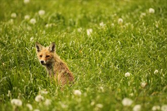 Fox (Vulpes vulpes) looking for fawns (Capreolus capreolus) in tall grass with faded common