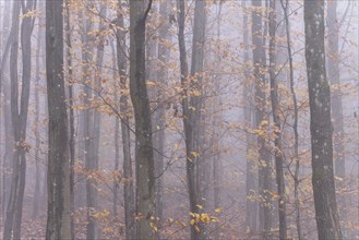 Beech trunks with yellow autumn leaves in a deciduous forest near fog. Neckargemuend, Kleiner