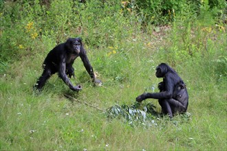Bonobo, bonobo (Pan Paniscus), female, adult, young animal, male, family, Great ape, Primate,