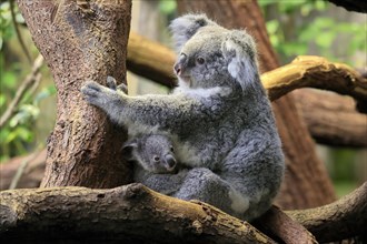 Koala (Phascolarctos cinereus), adult with young animal, on tree, alert, captive, Australia,