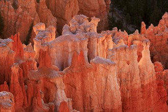 Morning light colours the eroded rock structures soft pink and orange, Bryce Canyon National Park,