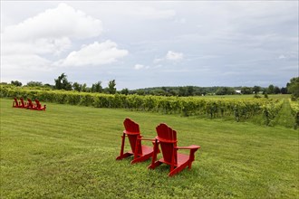 Agriculture, red chairs in a vineyard, Province of Quebec, Canada, North America