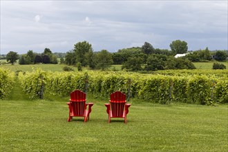 Agriculture, red chairs in vineyard, Province of Quebec, Canada, North America