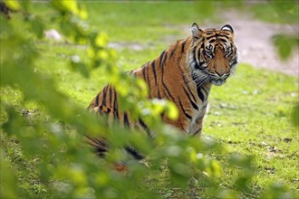 Sumatran tiger (Panthera tigris sumatrae), Captive