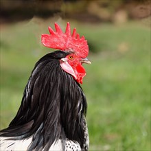 Domestic Chicken (Gallus gallus domesticus), cock in a meadow, animal portrait, Hesse, Germany,