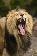Yawning Asiatic lion (Panthera leo persica) male, captive, habitat in India