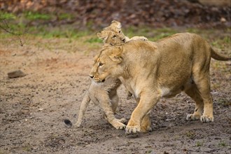 Asiatic lion (Panthera leo persica) lioness playing with her cub, captive, habitat in India