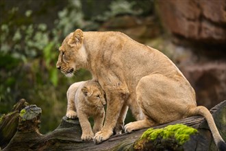 Asiatic lion (Panthera leo persica) lioness with her cub, captive, habitat in India