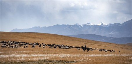 Nomadic life on a plateau, shepherd on horse, flock of sheep, dramatic high mountains, Tian Shan
