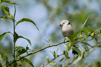 A Long-tailed tit (Aegithalos caudatus) on a branch with insects caught in its beak, Hesse,