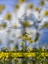 Wind turbines in the Norden wind farm behind a rape field on the North Sea coast, Norden, East