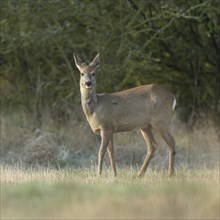 European roe deer (Capreolus capreolus) in winter coat, winter cover standing on a forest meadow,