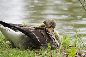 Greylag goose chicks, spring, Germany, Europe