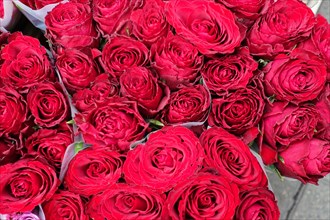 Many red rose heads (pink) close together, festive and colourful, flower sale, Central Station,