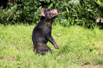 Tasmanian devil (Sarcophilus harrisii), adult, alert, upright, captive, Tasmania, Australia,