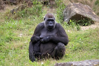 Western gorilla (Gorilla gorilla), adult, female, mother, young animal, baby, suckling, social