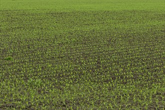 Agriculture, maize seedlings, Province of Quebec, Canada, North America