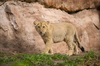 Asiatic lion (Panthera leo persica) cub at a waterhole, captive, habitat in India