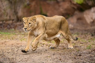 Asiatic lion (Panthera leo persica) lioness running in the dessert, captive, habitat in India