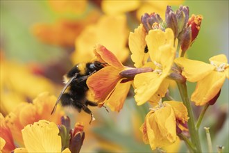Buff tailed bumble bee (Bombus terrestris) adult feeding on a Wallflower flower, England, United
