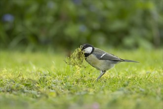 Great tit (Parus major) adult bird collecting moss for nesting material from a garden lawn,