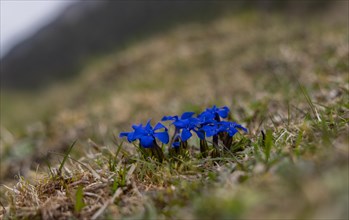 The short leaf gentian (Gentiana brachyphylla), also known as the short-leaved Gentian