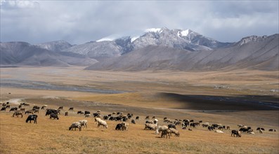 Herd of sheep, dramatic high mountains, Tian Shan Mountains, Jety Oguz, Kyrgyzstan, Asia