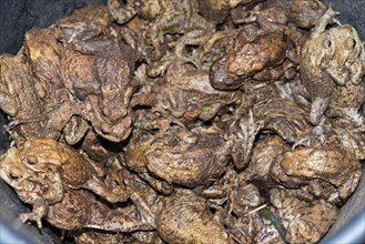 Crowded Common toads (Bufo Bufo), males, females, pairs in amplexus and single animals in a bucket