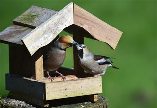 Hawfinch (Coccothraustes coccothraustes) during mating feeding in the bird house in spring