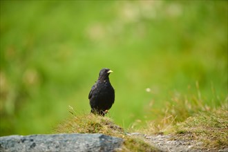 Yellow-billed chough (Pyrrhocorax graculus) sitting on a meadow in the mountains at
