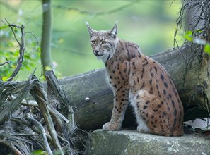 Eurasian Lynx (Lynx lynx) sitting on a rock and looking attentively, captive, Germany, Europe