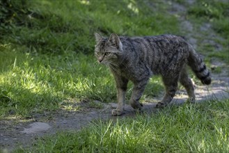 Wildcat (Felis silvestris), captive, Huetscheroda, Thuringia, Germany, Europe