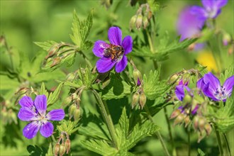 Flowering Wood cranesbill (Geranium sylvaticum) with a pollinating bee on a summer meadow