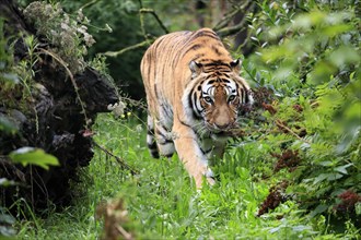 Siberian tiger (Panthera tigris altaica), adult, alert, running, captive