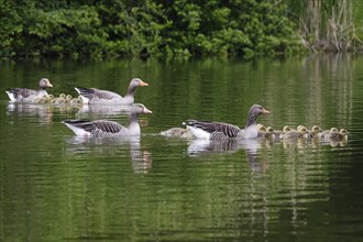 Pair of greylag geese with goslings, spring, Germany, Europe