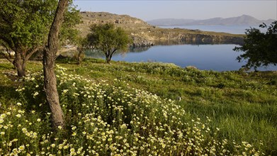 Blooming wild flowers with a peaceful sea view in the background, Lindos, Rhodes, Dodecanese, Greek