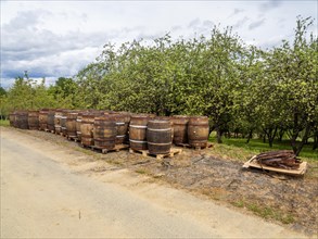 Wooden barrels, near Riegersburg, Styrian volcanic region, Styria, Austria, Europe