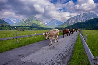 Cows are driven from the pasture into the barn in the evening, Loretto Wiesen, near Oberstdorf,
