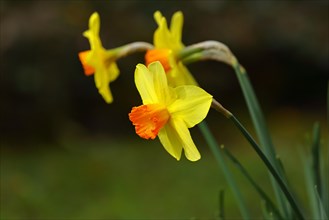 Yellow-orange daffodils (Narcissus), in a garden, Wilnsdorf, North Rhine-Westphalia, Germany,