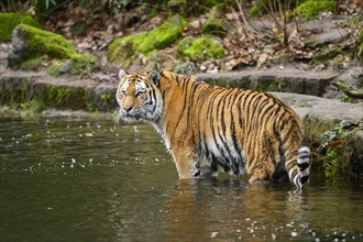 Siberian tiger or Amur tiger (Panthera tigris altaica) standing at the shore of a lake, captive,