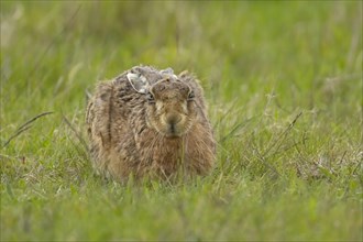 European brown hare (Lepus europaeus) adult animal resting in a grass field, England, United