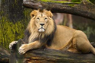 Asiatic lion (Panthera leo persica) male lying on a tree trunk, captive, habitat in India