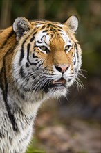 Portrait of a Siberian tiger or Amur tiger (Panthera tigris altaica) in the forest, captive,