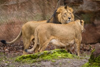 Asiatic lion (Panthera leo persica) male and lioness, captive, habitat in India
