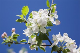 Close-up of white and pink Malus, 'Richelieu', Apple tree blossoms against a blue sky background in