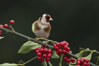 European goldfinch (Carduelis carduelis) adult bird on a Holly tree branch with red berries,