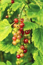 Ribes rubrum, shrub with berries