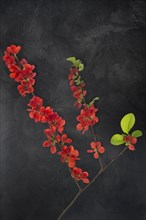 Flowering Japanese quince branch (Chaenomeles japonica) on a dark background, Bavaria, Germany,