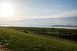 Flock of birds over the Ems, view from the Ems dyke in Pogum to the right bank of the Ems towards